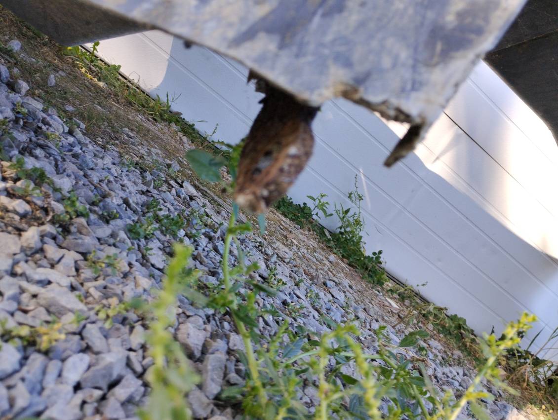 Freightliner 108SD SBA Hood, w/Access Door, OEM Take Off, U1315